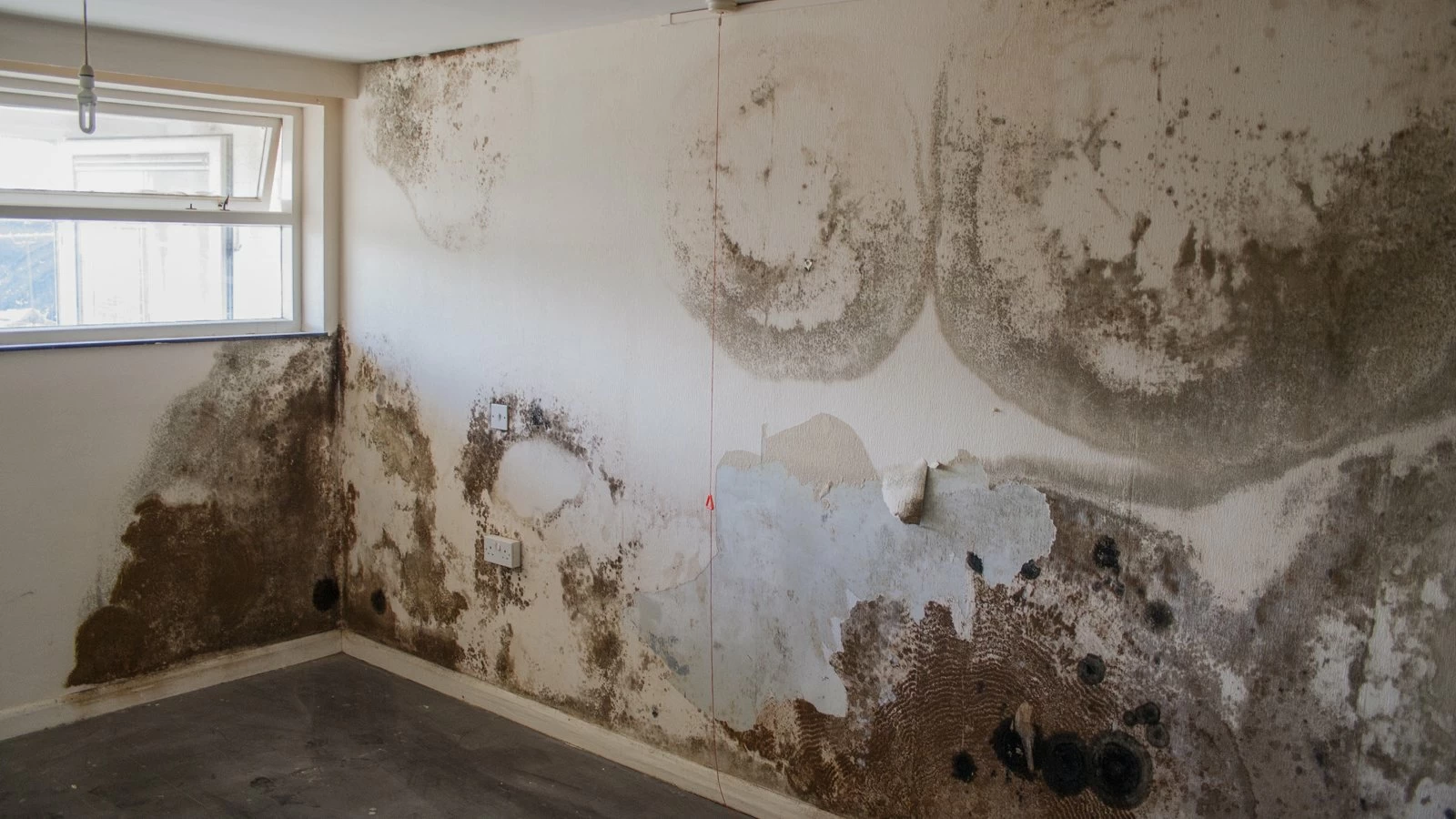 penetrating damp and mould