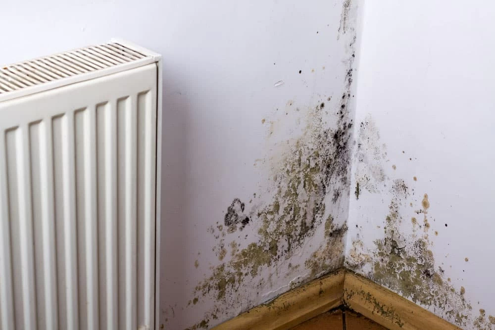 black mould in the corner of a wall, near a radiator