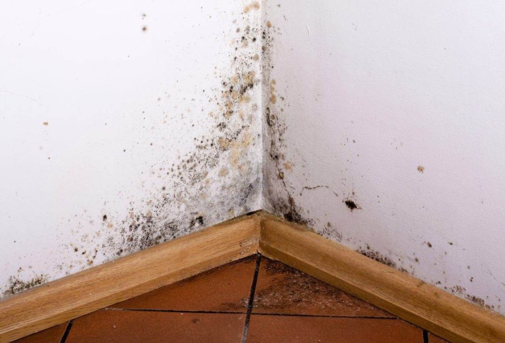 Is Black Mould Dangerous To Health? Advanced Damp
