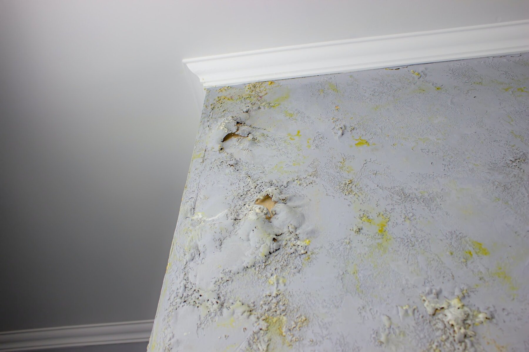 Difference Between Damp And Mould Explained
