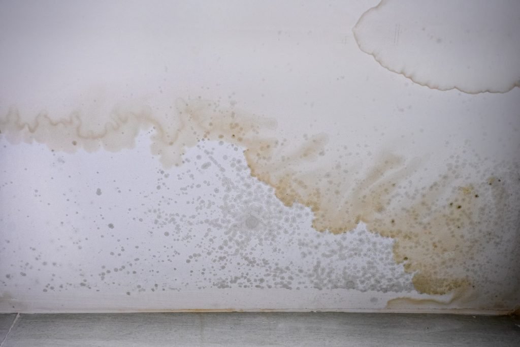Can You Paint Over Mould?