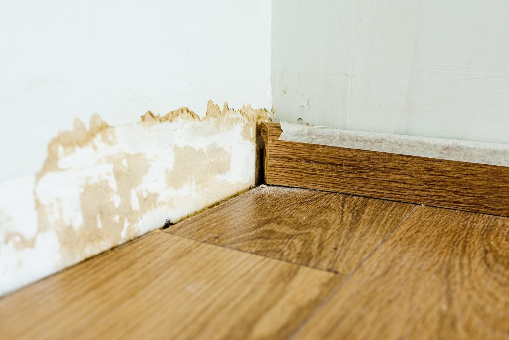 What Is The Difference Between Damp And Mould?