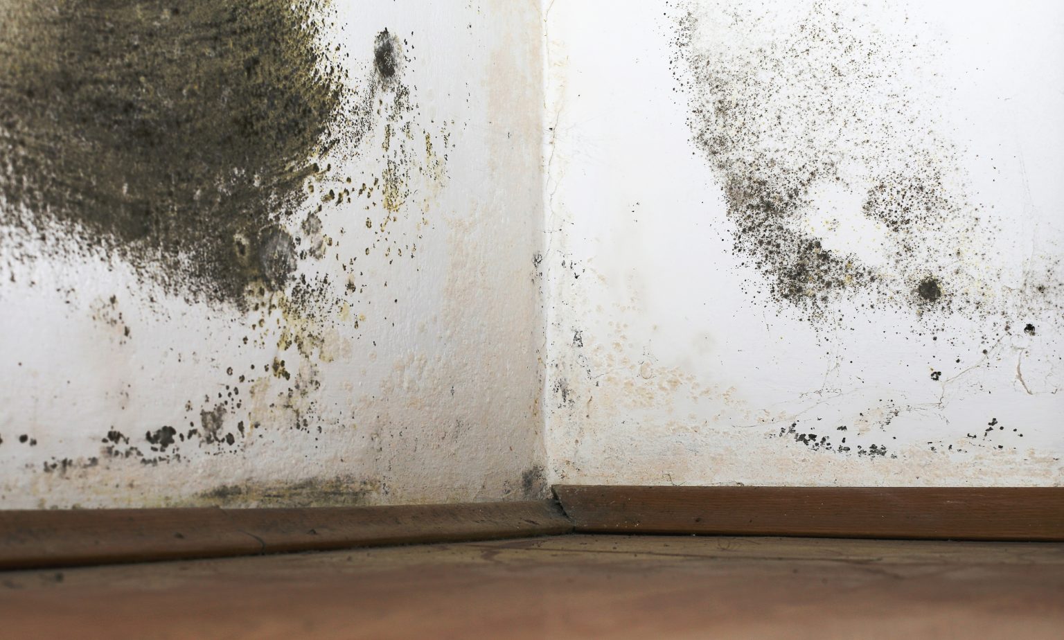 Treating Penetrating Damp In 2024: Causes And Symptoms