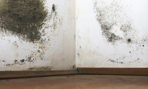 penetrating damp treatment Uk