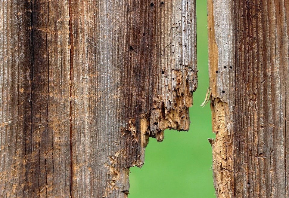 Woodworm Treatment UK 3 Woodworm Treatment UK