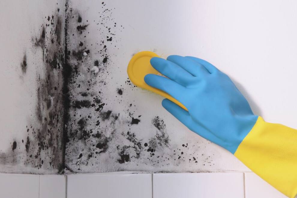 a hand in a colourful glove cleaning mould on a white wall