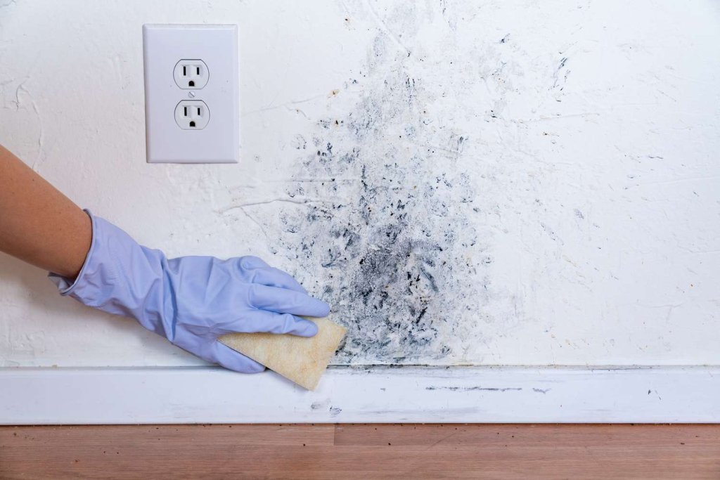 How to remove Damp and Mould