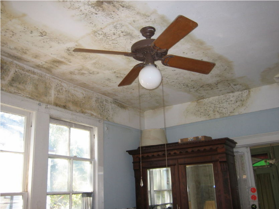 damp insurance claims