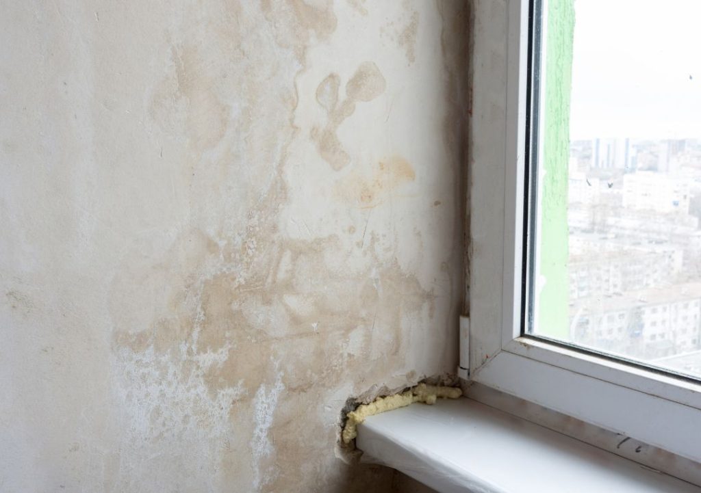 Damp and Mould Spores 1