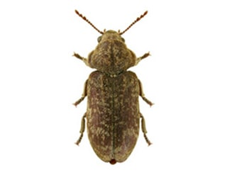deathwatch beetle adult beetle woodworm