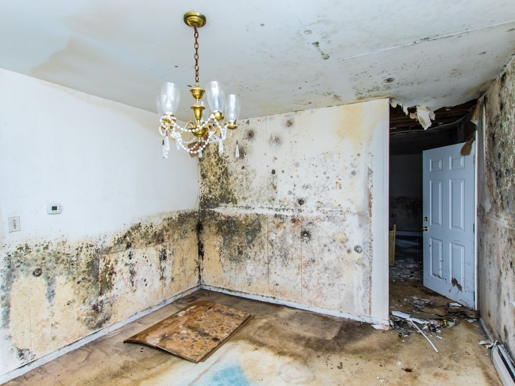 how-much-does-damp-devalue-a-house-2024