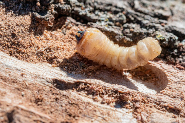 woodworm larva
