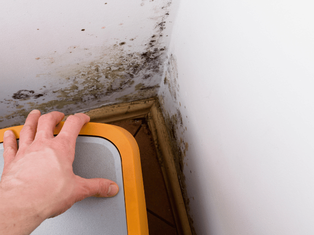 A damp surveyor checking mould and fungus in a room