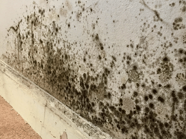 Black mould stains on a wall