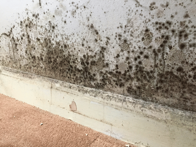 Black mould stains on an interior wall