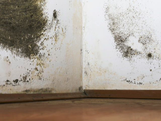 Mould and dampness on walls