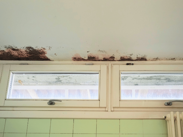 Penetrating damp and mould on interior of the roof