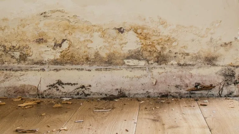 Damp proofing work