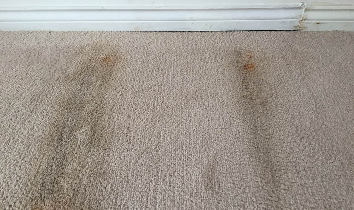 How To Remove Mould From Carpets: Easy Step-by-Step Guide