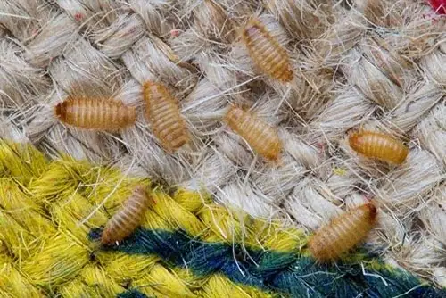 How To Deal With Carpet Beetles In The UK